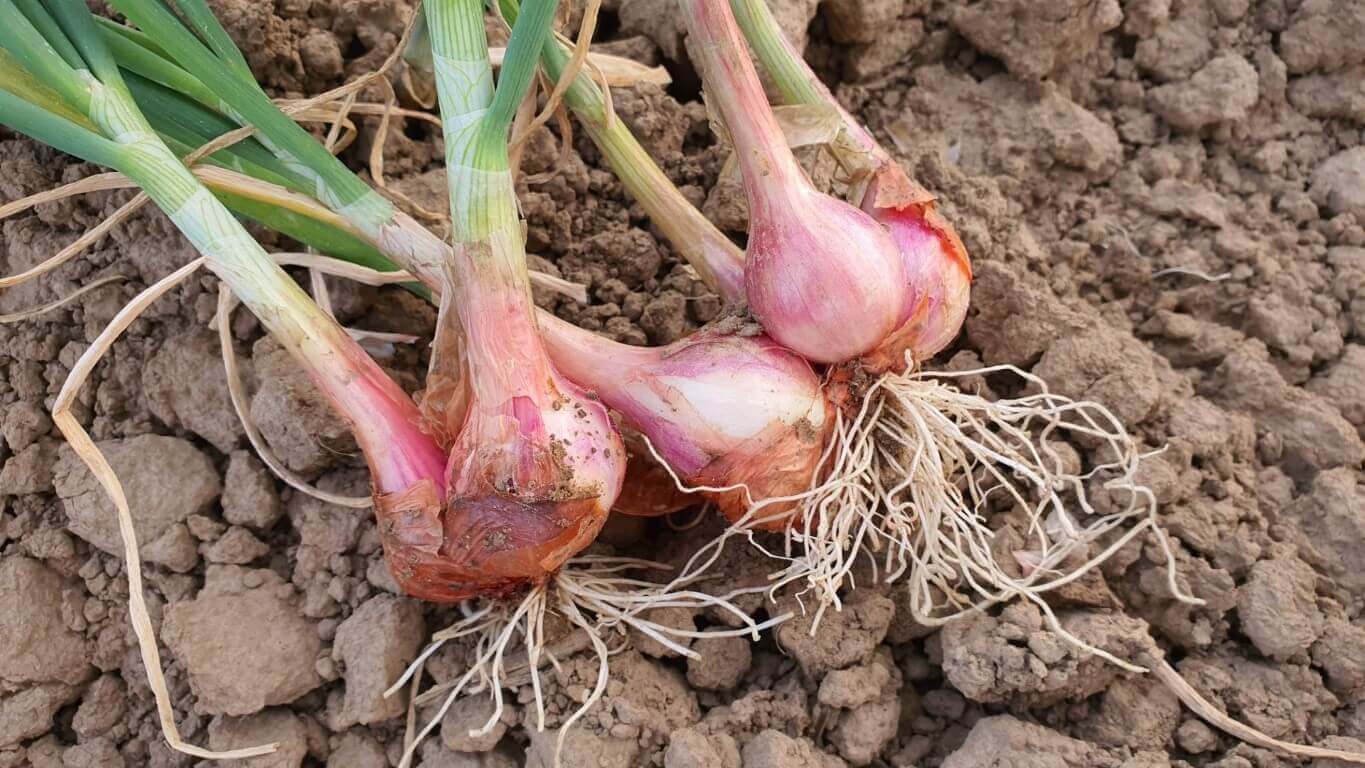 Harvest 2020 is go! Shallot harvest starts in Lincolnshire