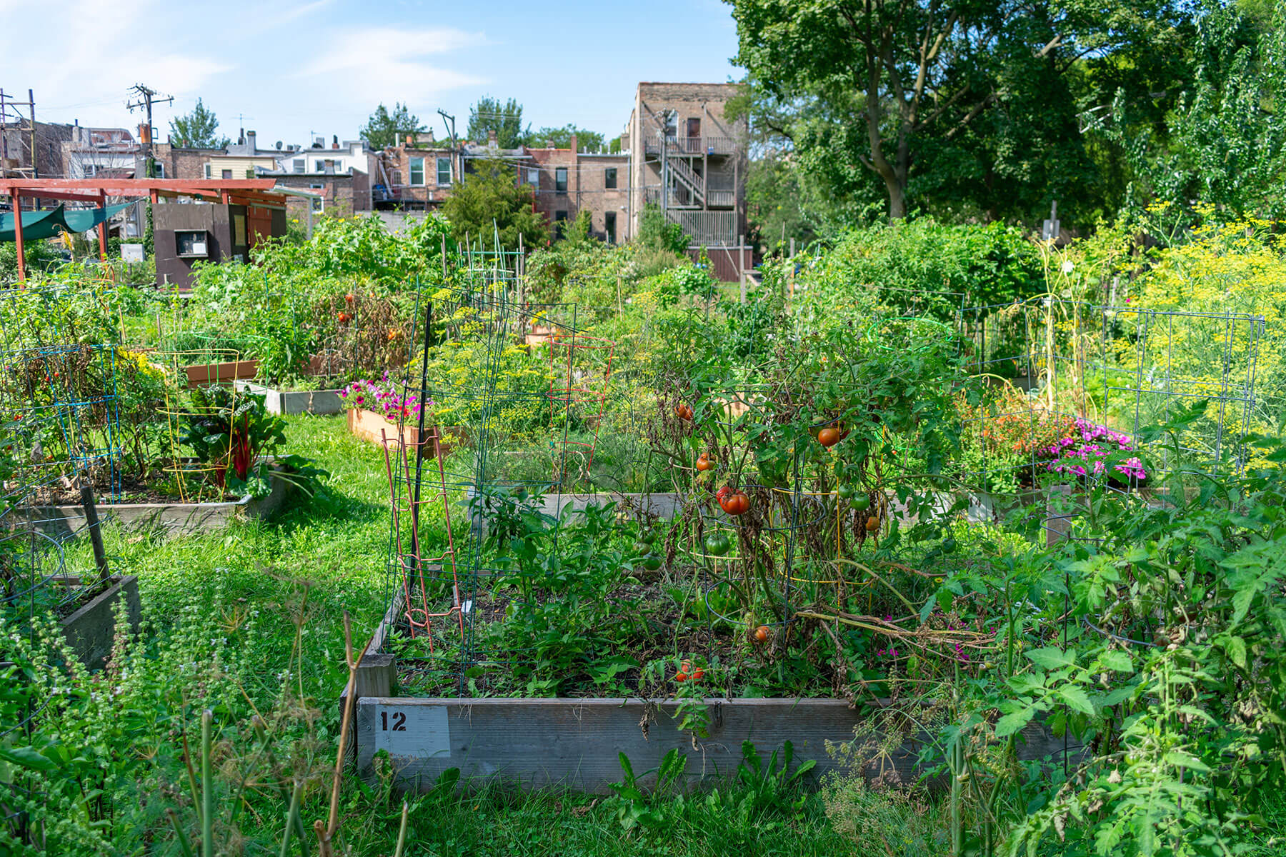 A community garden