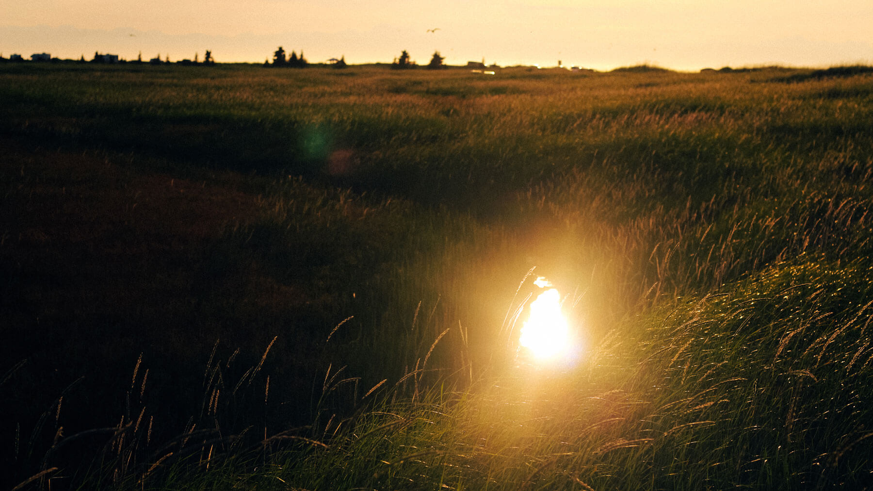 In the middle of a field of grain/wheat stalks, a light shines on the ground.