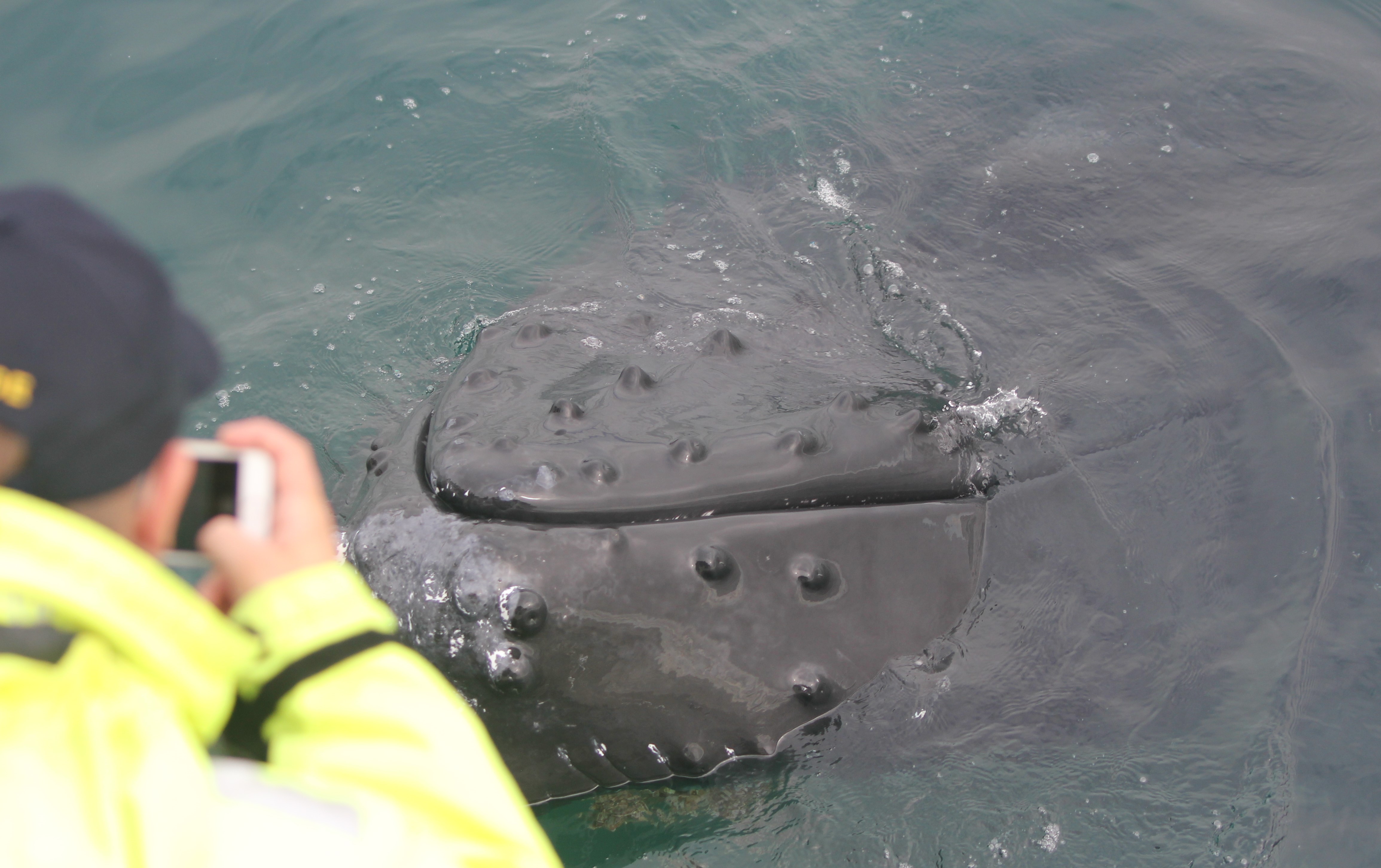 Do Whales Have Hair?