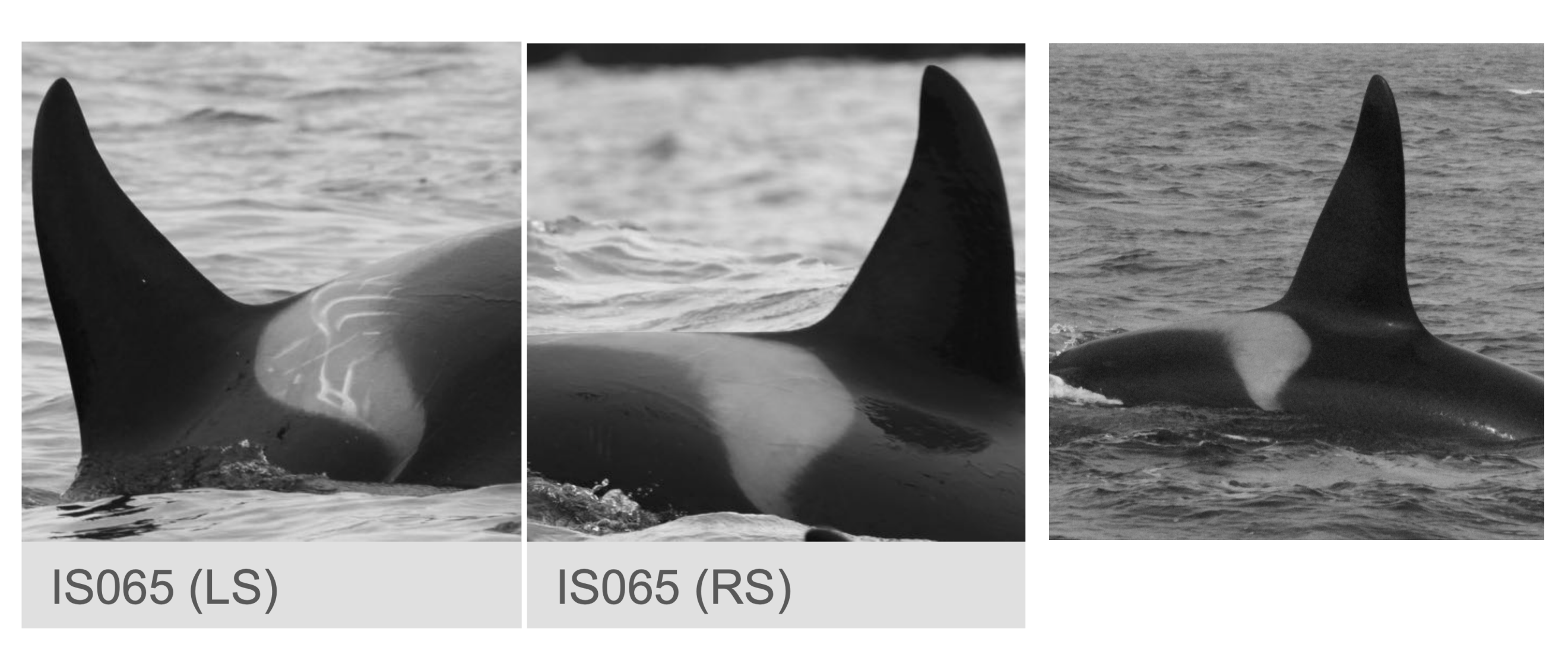 A beginner’s guide to photo ID