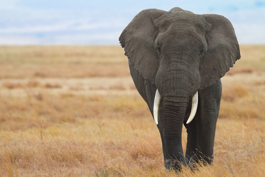 Elephant-Conservation-Is-Important-Mole