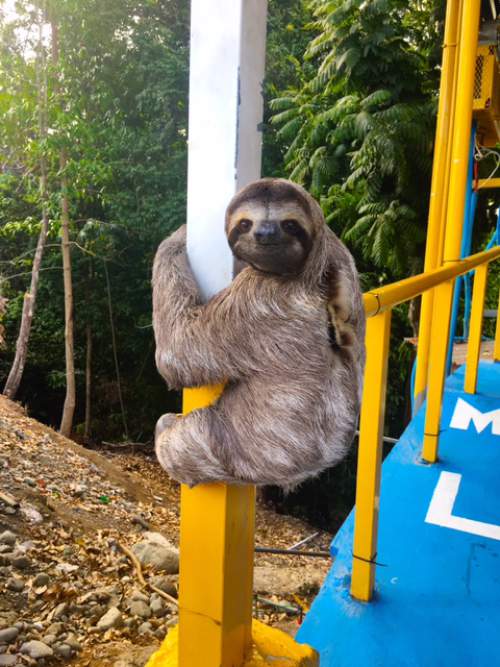 blog-See-the-World-for-Only-$195-Down-sloth.jpg