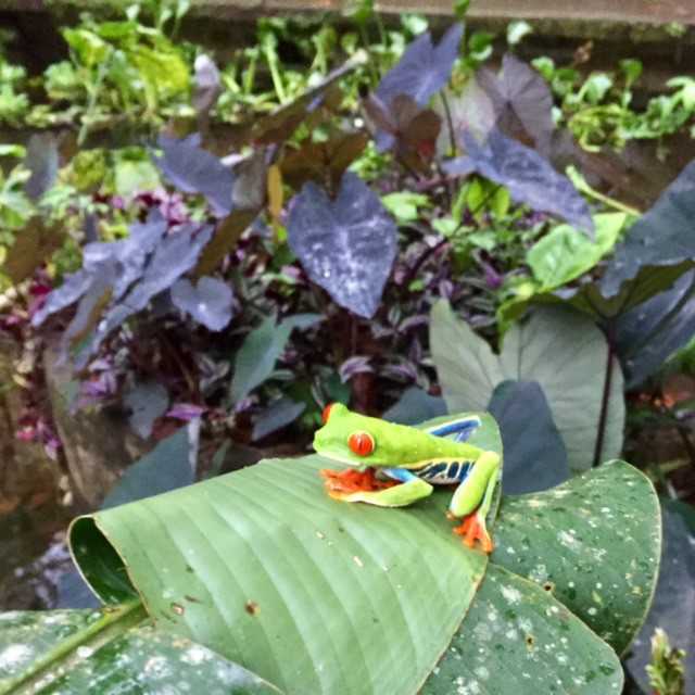 arenal-observatory-frog