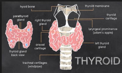 Under30Experiences-group-travel-for-millennials-blog-what-living-with-hashimotos-taught-me-thyroid-diagram