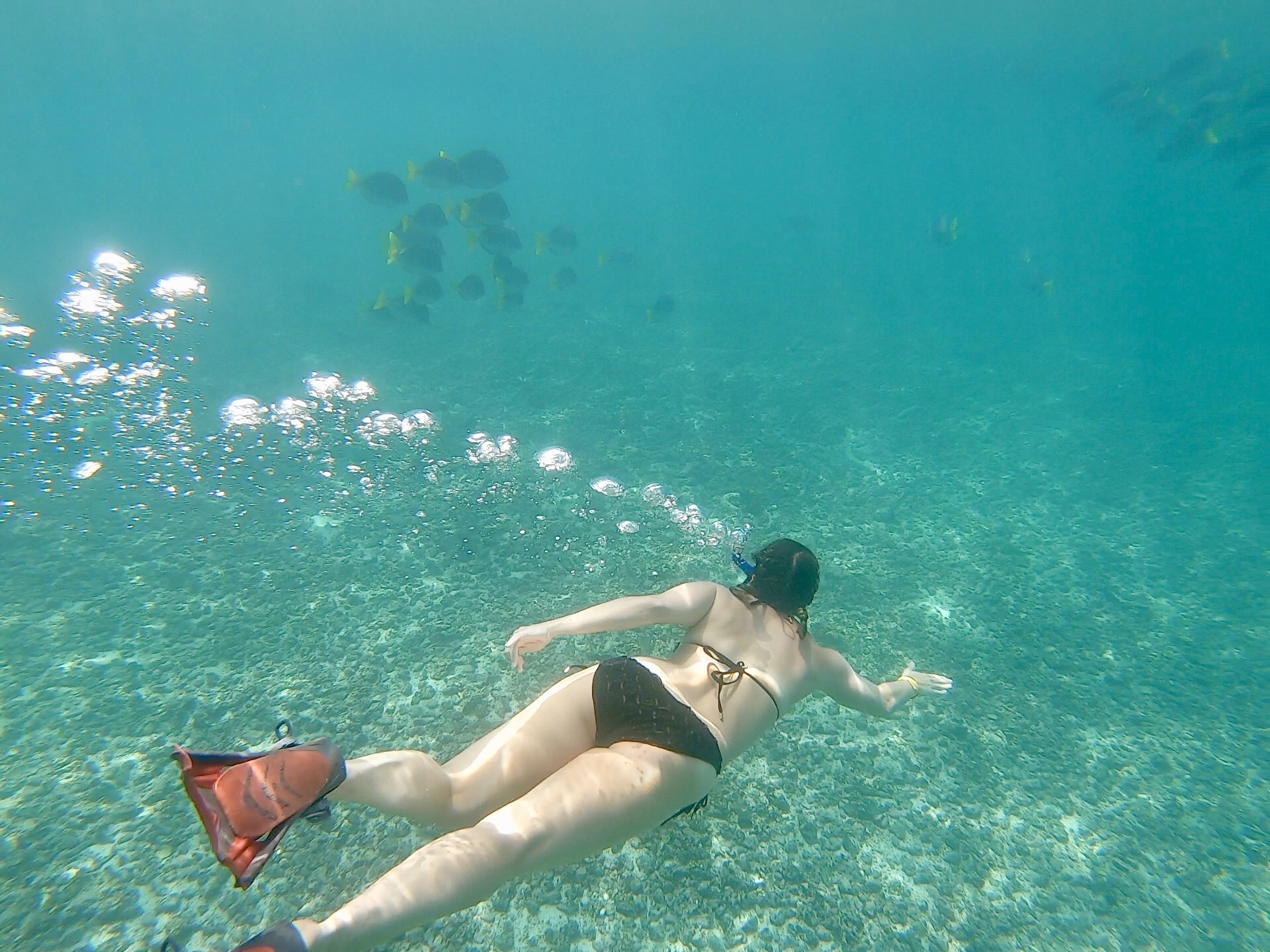 snorkeling-in-the-galapagos-islands