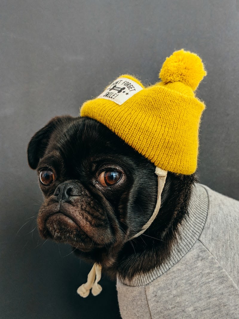 dog wearing a yellow beanie