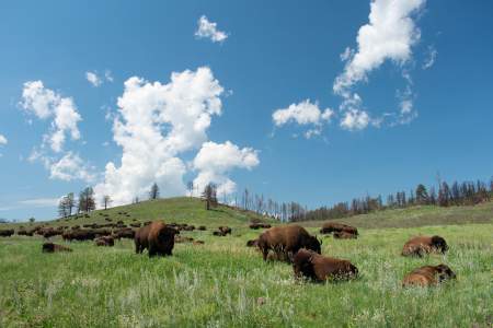 Best of the midwestern United States parks, Custer State Park