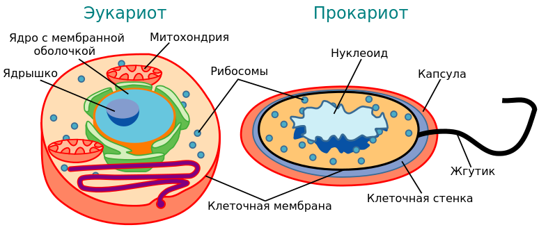 Будущие применения и развитие технологии