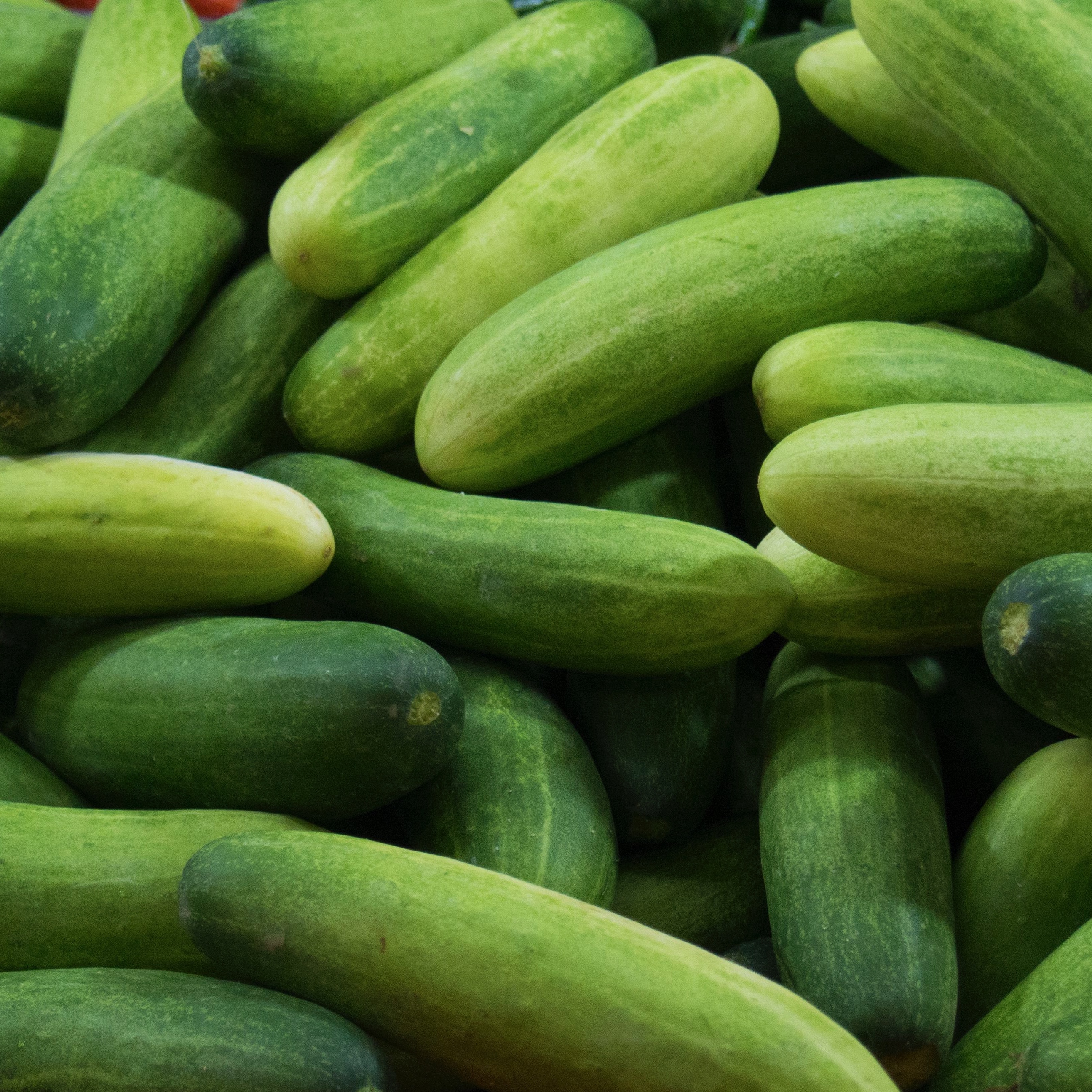Cucumber (2 Pack)