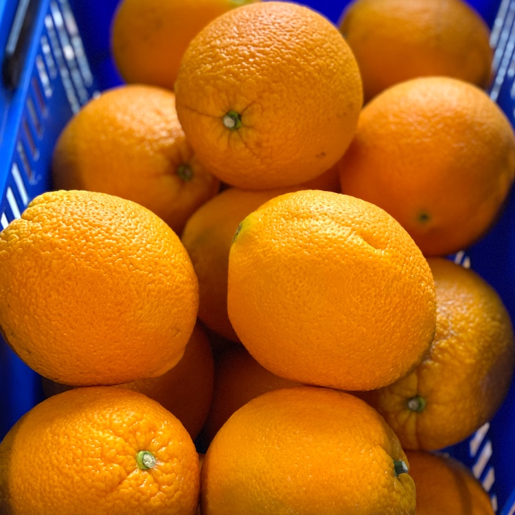 Naval Oranges (2 Pack)