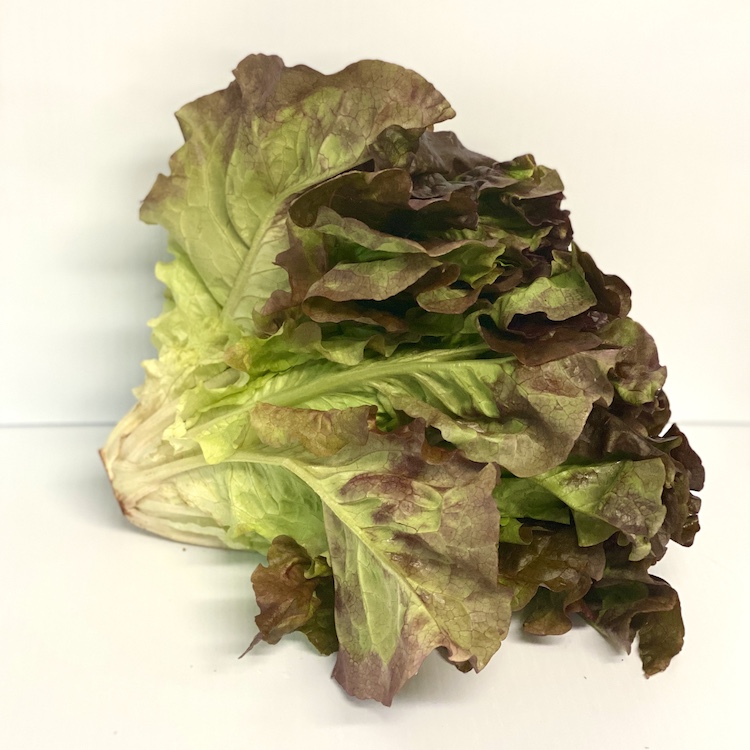 Jersey Leaf Lettuce