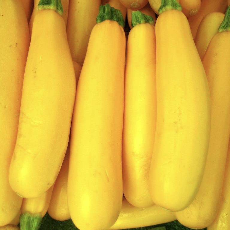 Jersey Yellow Squash (2 Pack)