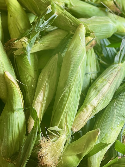 Jersey White Corn