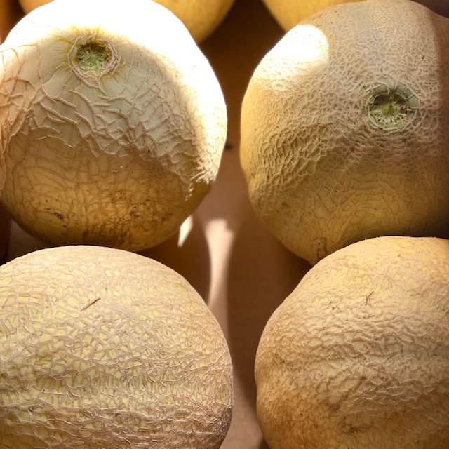 Large Jersey Cantaloupe