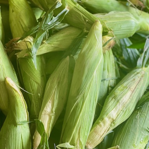 Jersey Corn