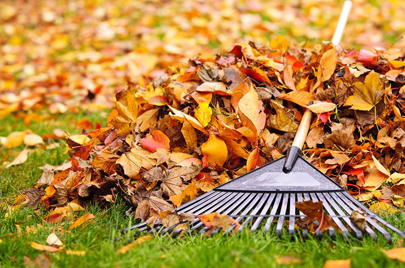 News: Newark Launches Fall Leaf Collection Program