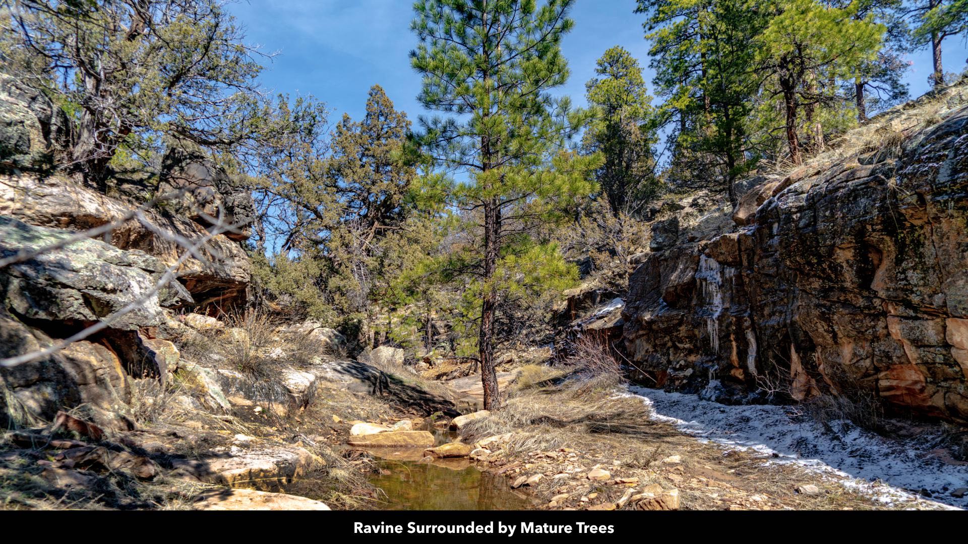 20 Wooded Mountain Acres of Land for Sale in New Mexico by the Cibola