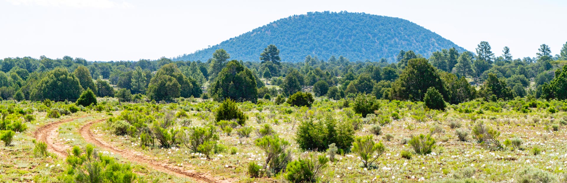 11 Acre Homesite Land for Sale in New Mexico