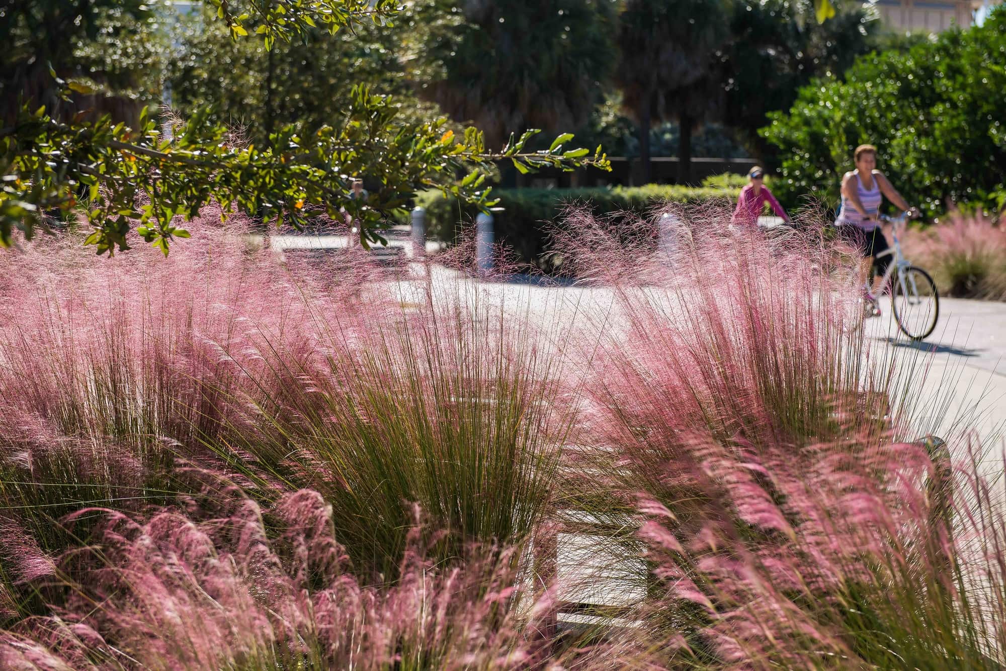 Tampa Riverwalk Waterfronts