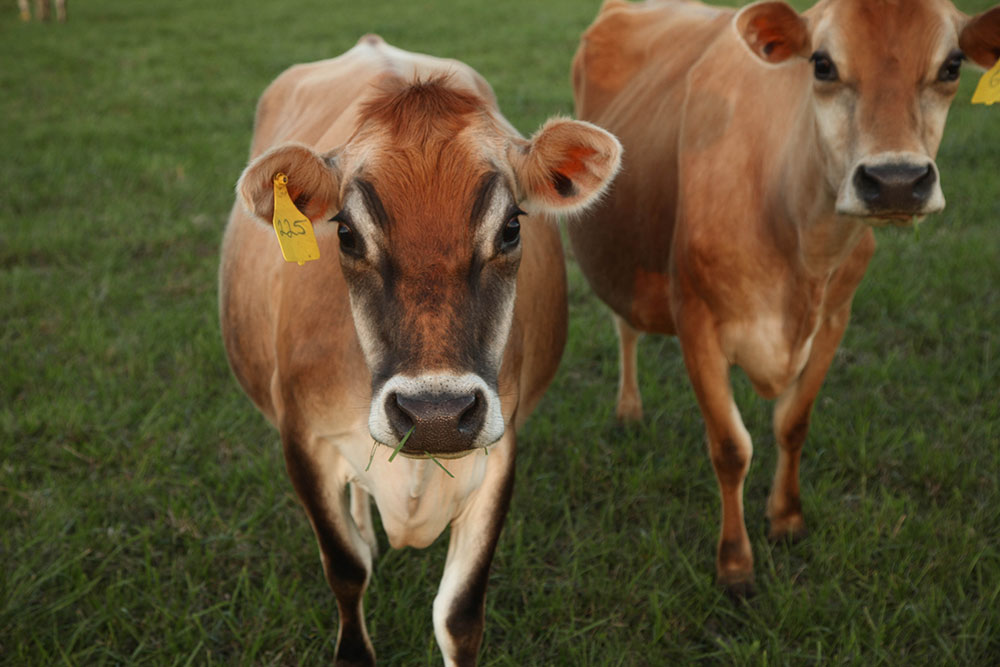 Many local coffee shops, markets, and restaurants in Tulsa have recognized the exceptionality of LOMAH’s dairy products and use them daily. (Photo: Marc Rains)