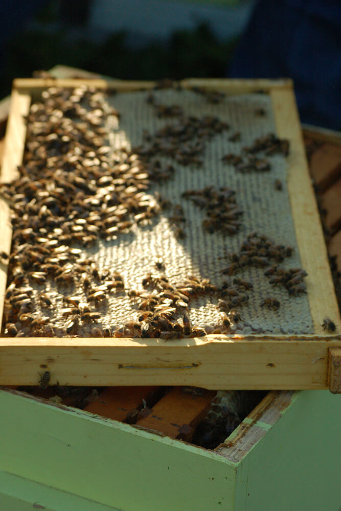 The Spencer family spends an estimated 50-plus hours annually tending to their bee friends, which includes checking for swarm cells throughout April, harvesting twice a year, and winterizing the hives in late fall. (Photo: Jennifer Zehnder)