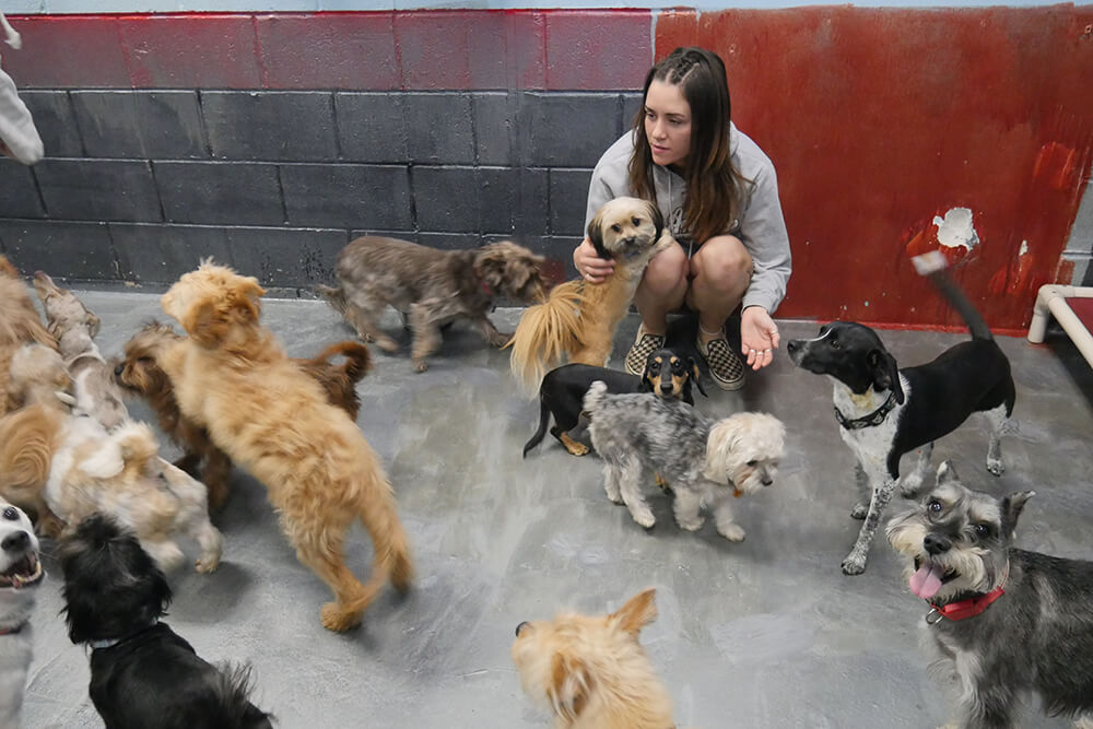 Paws on Pearl offers a unique, cage-free environment where dogs can socialize with each other throughout the day, under supervision, much like a dog park. (Photo: Marc Rains)