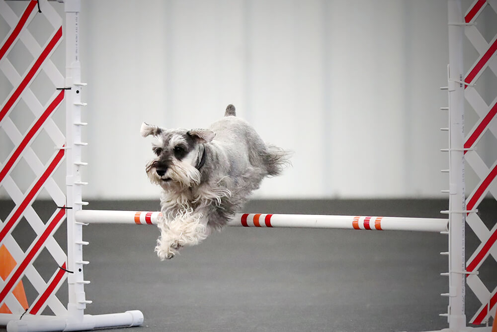 There are common obstacles to expect in the sport of agility — jumps (hurdles), tunnels, contact obstacles, and weave poles. (Photo: Sonja Hahn)