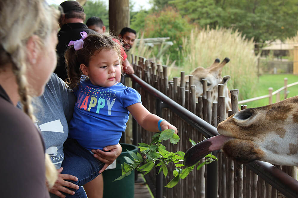 Live animal exhibits delight children and adults alike at the Tulsa Zoo. Giraffes, lions, reptiles — oh my!
