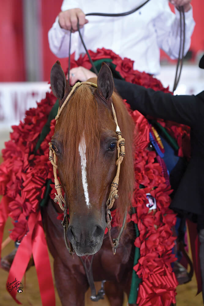 The nine-day event is free to the public and guaranteed to thrill all ages, whether you’re a horse lover or just curious to see this breed in all its glory.