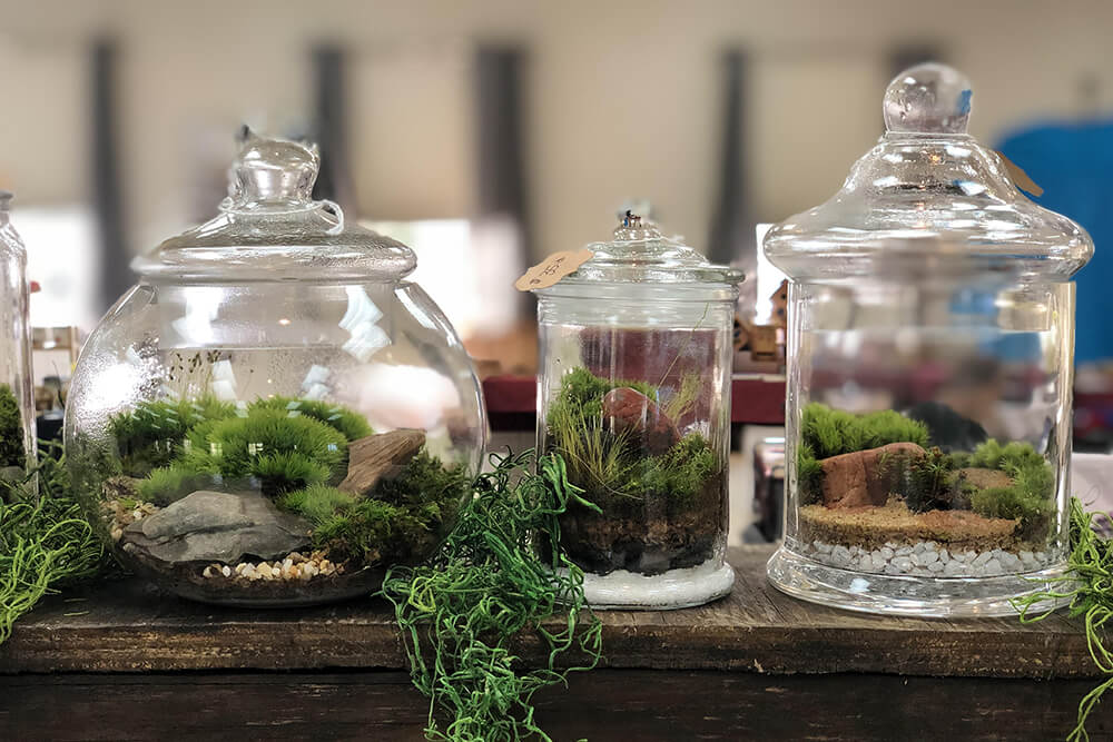 Boggy Creek Terrariums