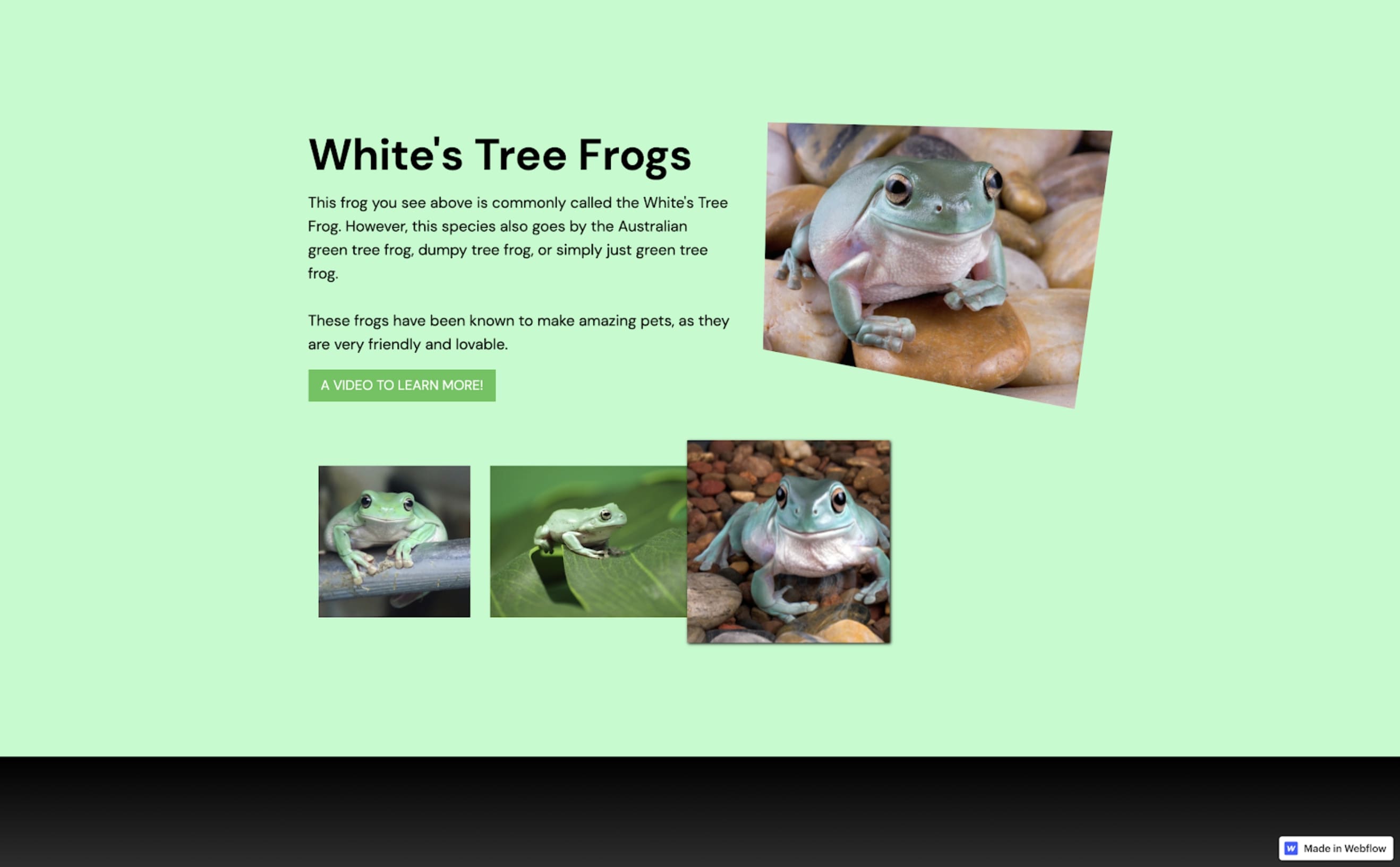the frog fan page