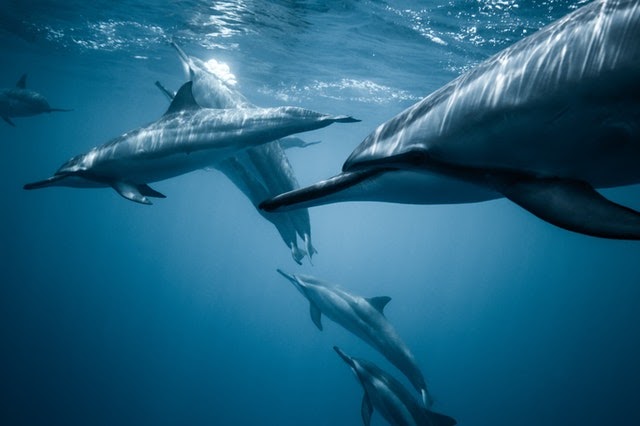 image of dolphins