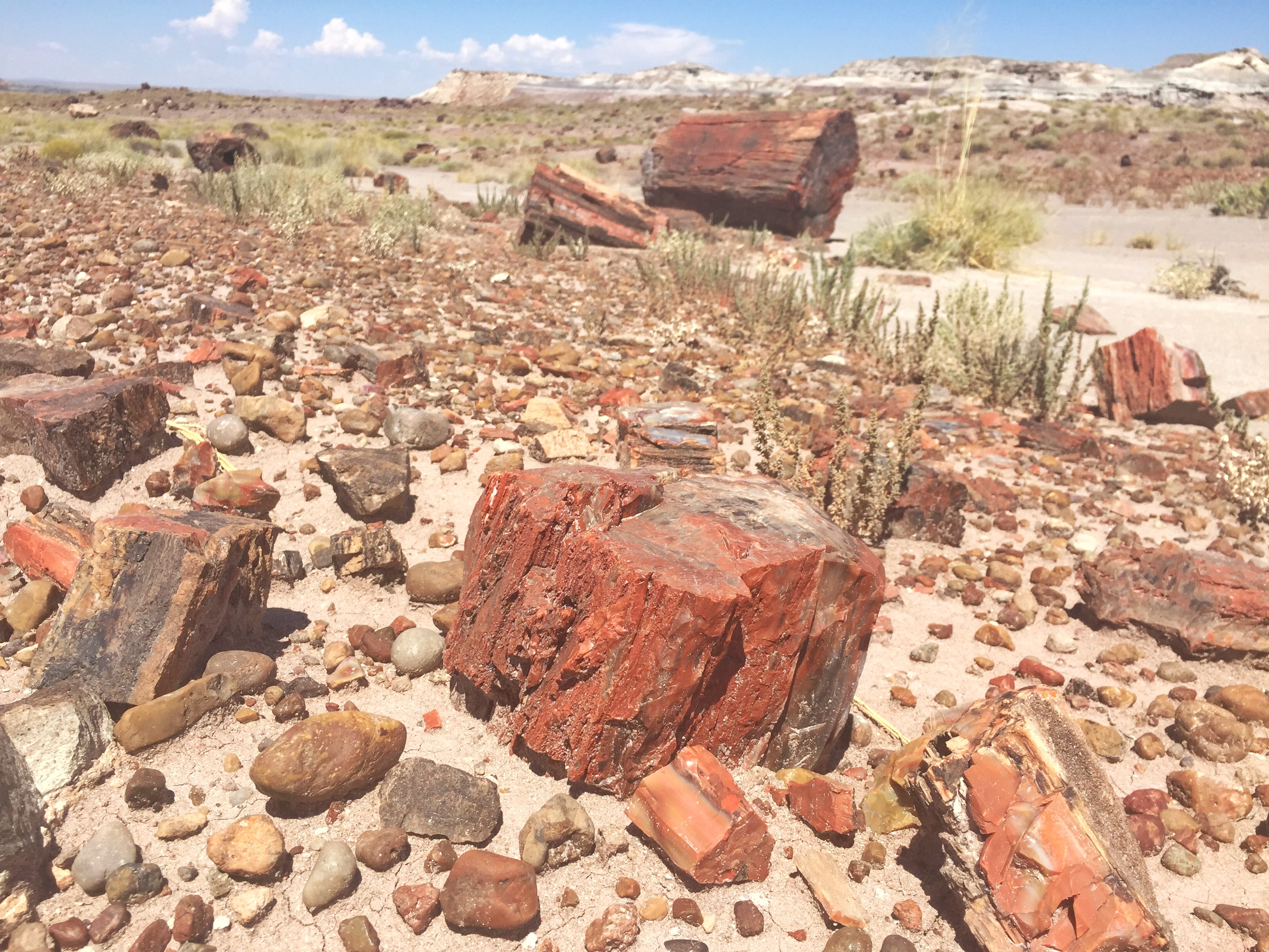 2. Park Road, Petrified Forest National Park