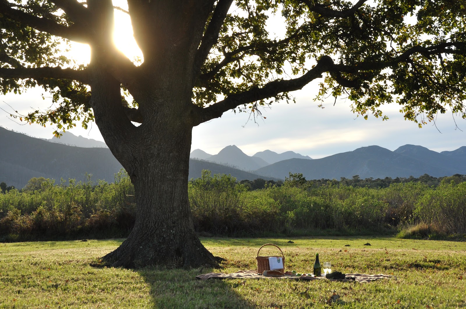 Platbos_Reserve_Oak_Tree_Picnic.JPG
