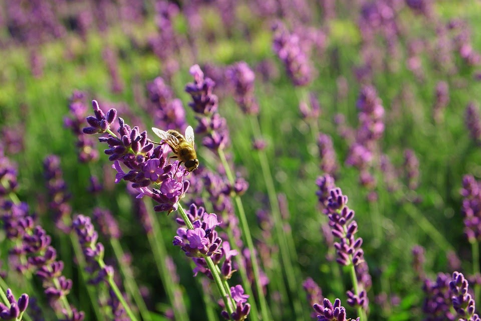 lavender-834253_960_720.jpg