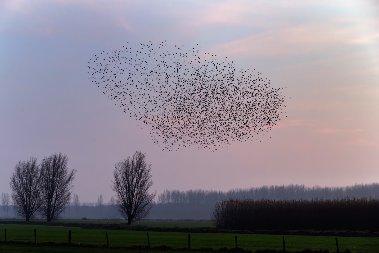 Hoe fotografeer je zwermen vogels
