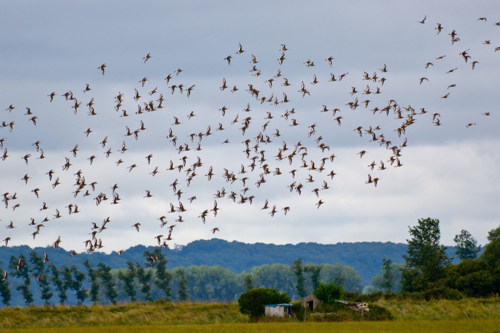 Hoe fotografeer je zwermen vogels
