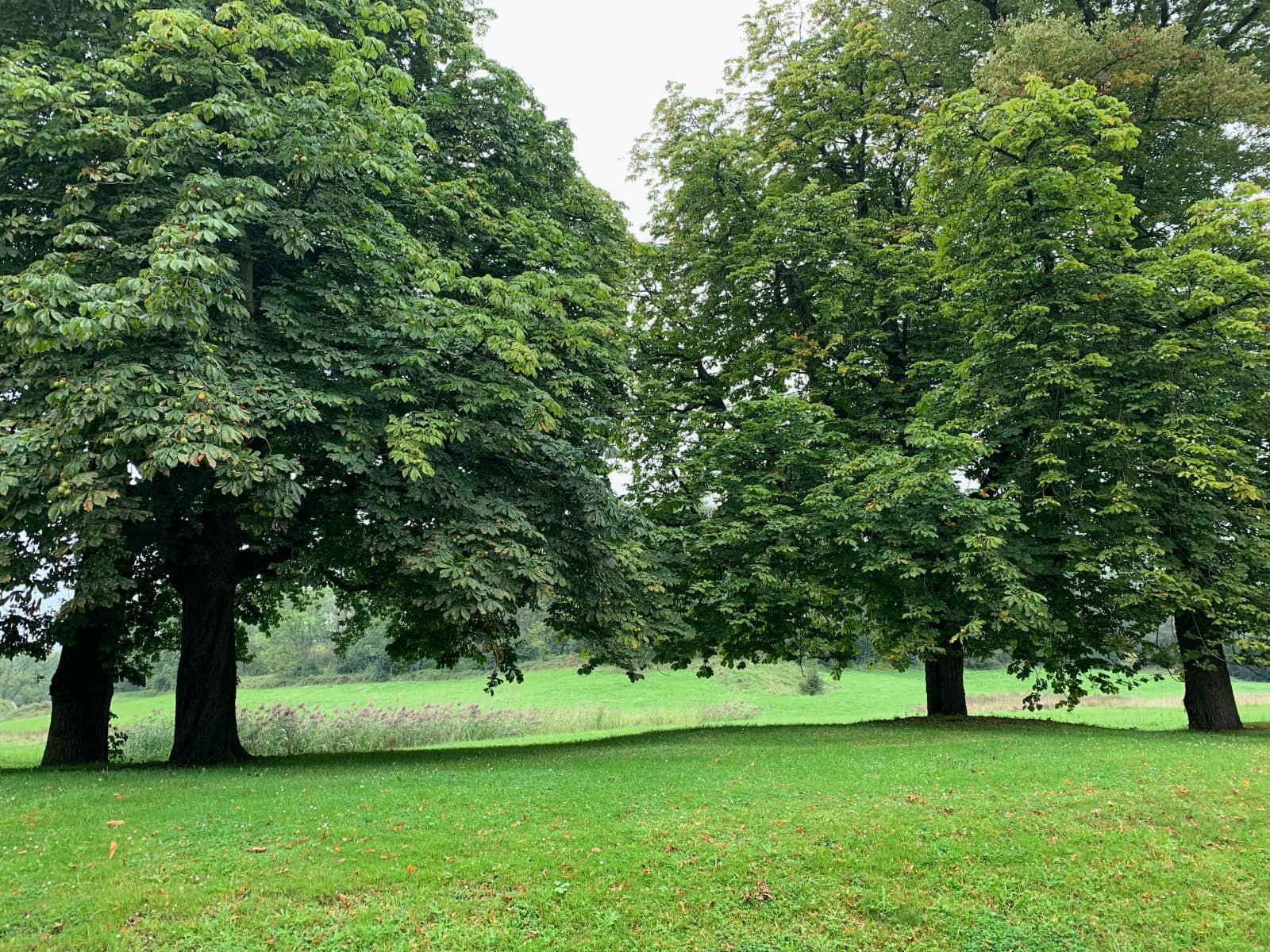 Vier bomen groot en groen