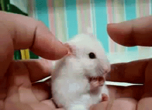 The wrong type of mouse!