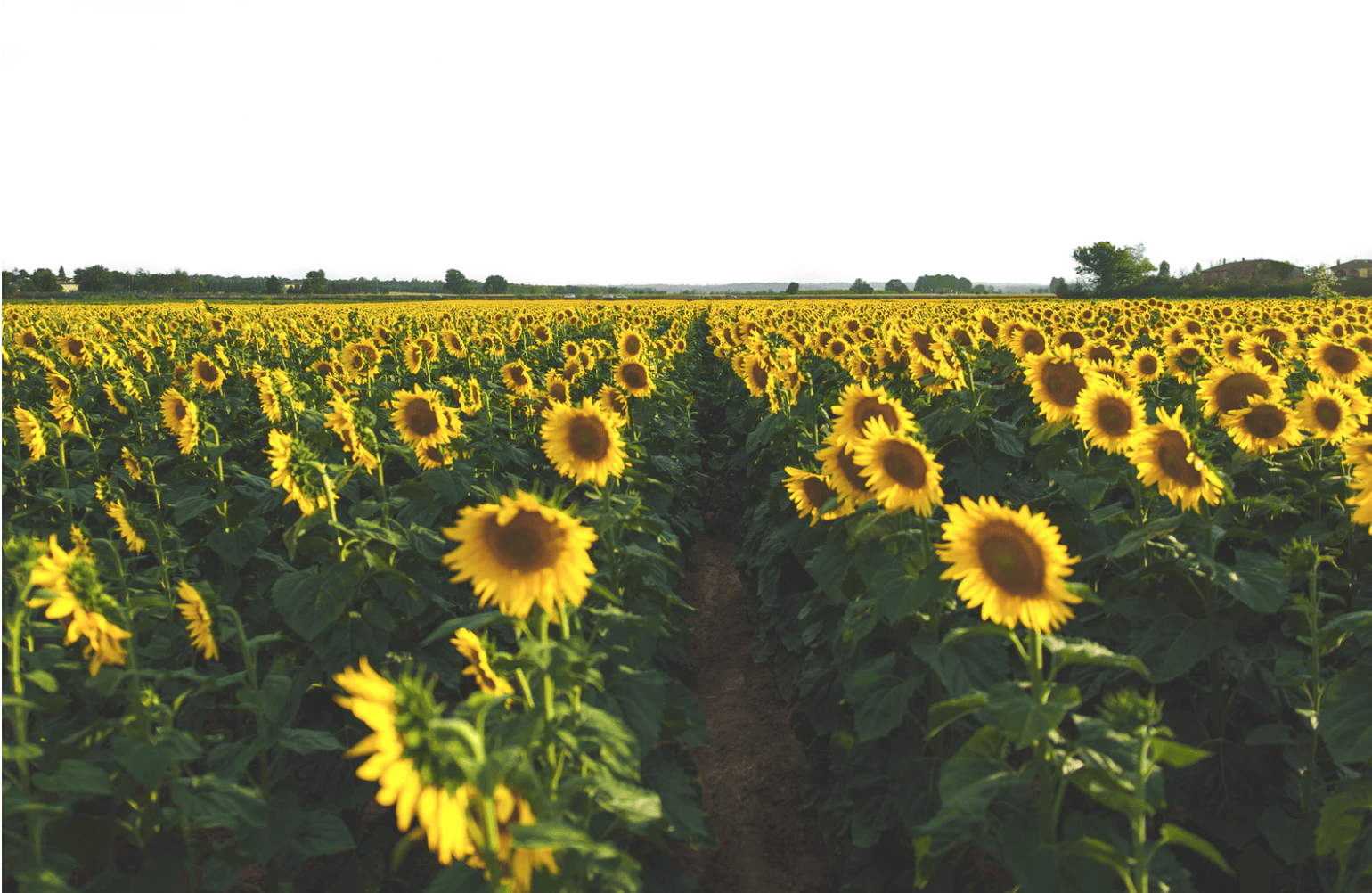 the psychology of color yellow