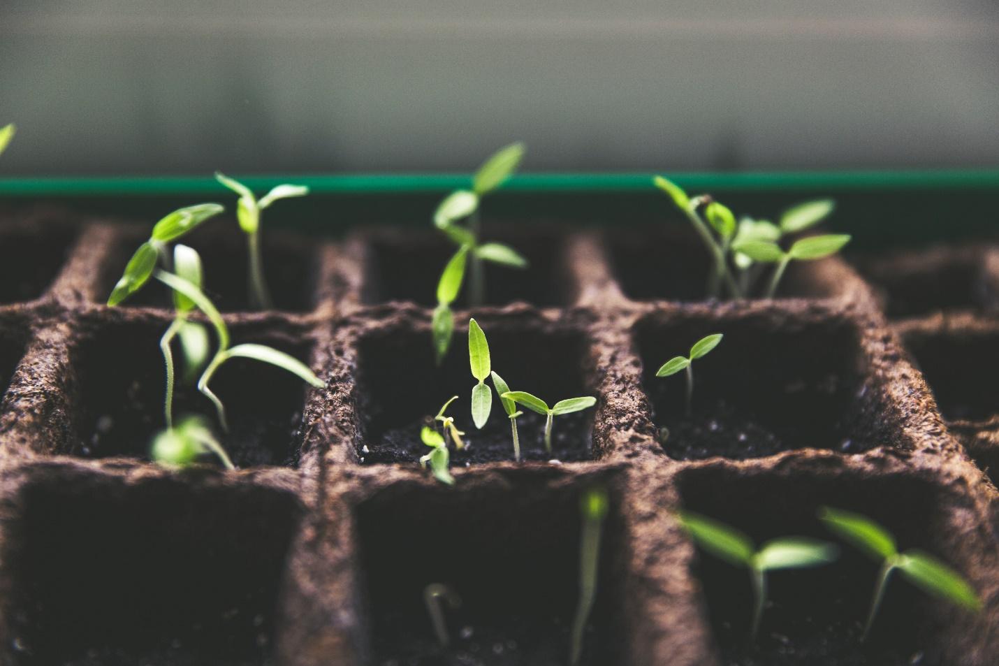 growth life cycle plants