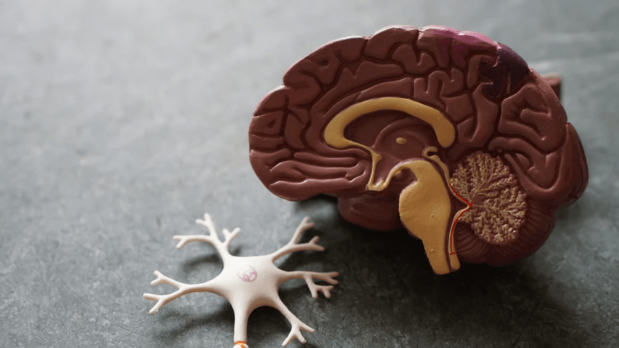 Image of a plastic brain model.