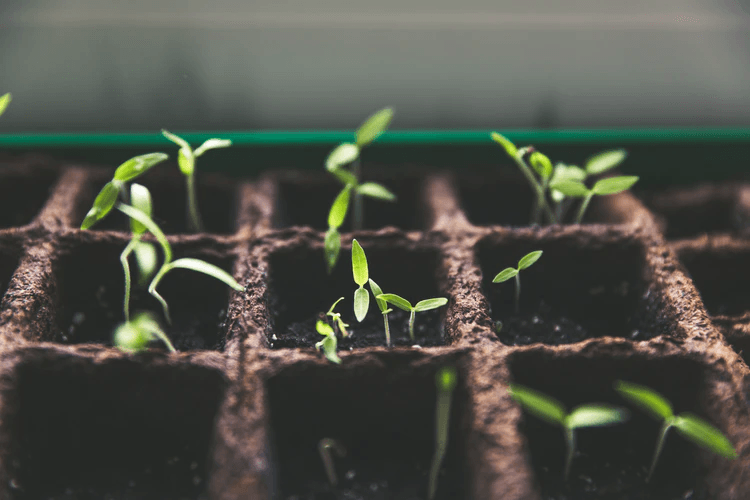 A box of newly sprouted plants.