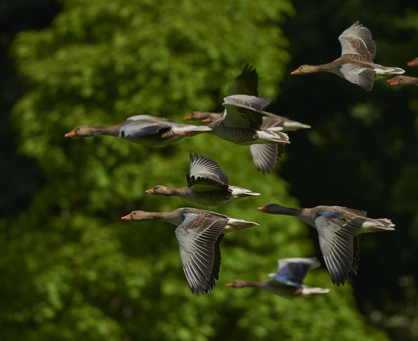 birds in asynchronous formation