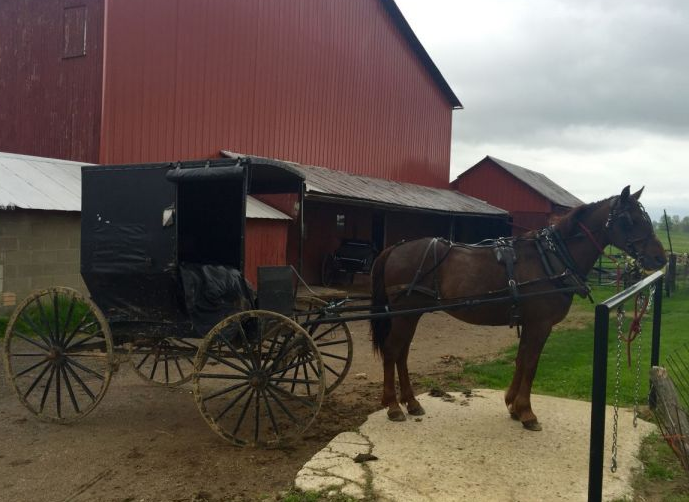 Amish Horse and Carriage