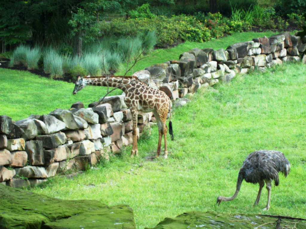 zoo animals graze in a grassy green field in cleveland ohio