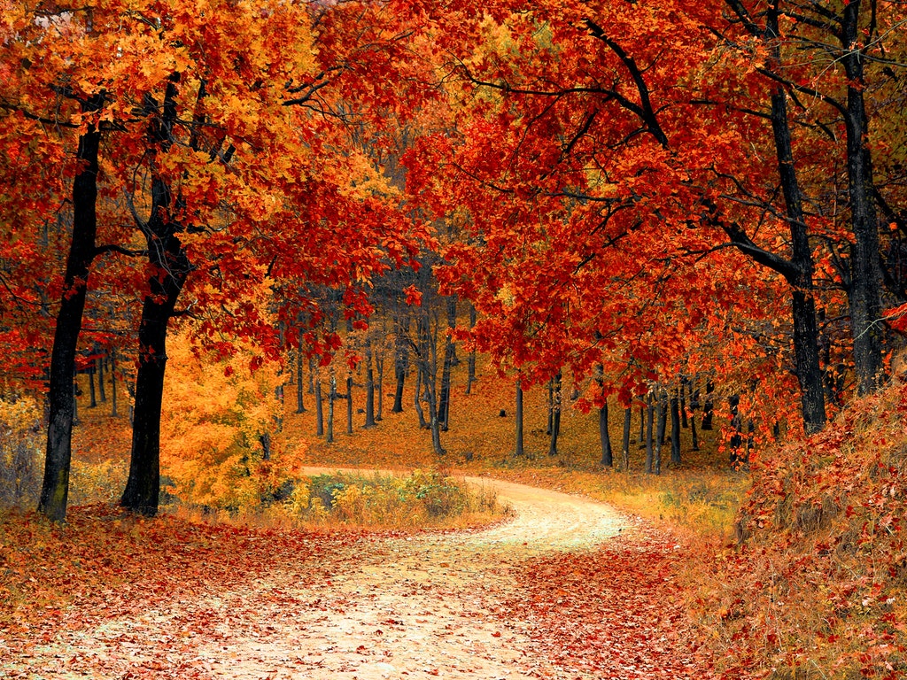 fall leaves on a hiking trail