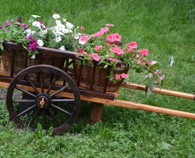 Flowers in wheelbarrow