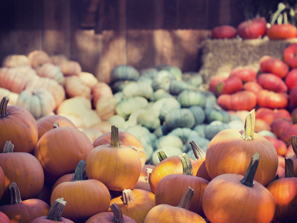 pumpkins piled up and ready to be taken home